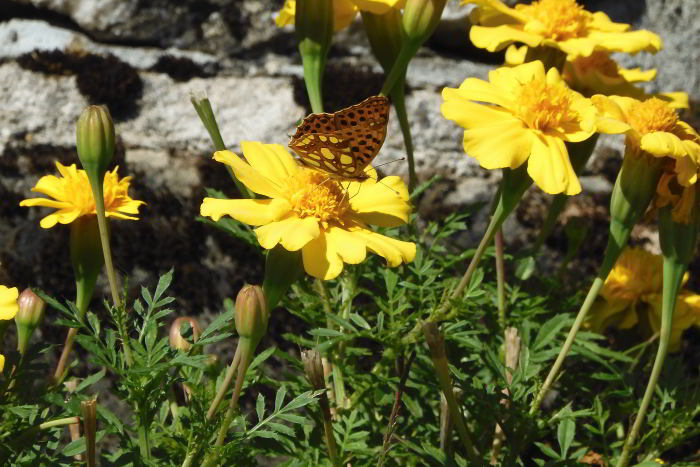 FAR Issoria lathonia su Tagetes 220826-50 (7)_01.JPG