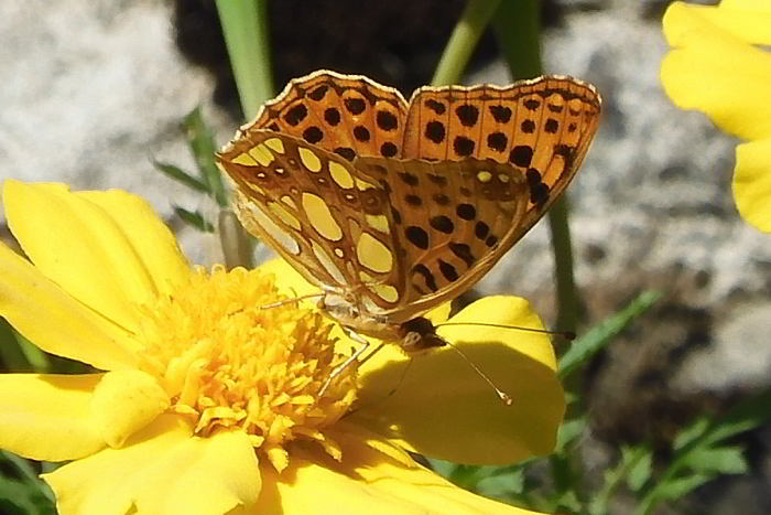 FAR Issoria lathonia su Tagetes 220826-53 (3)_01.JPG