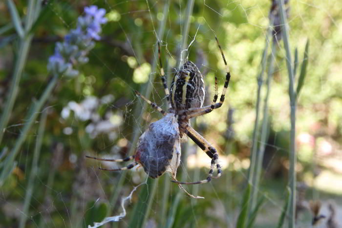 Argiope bruennichi 220816-62 (2).JPG