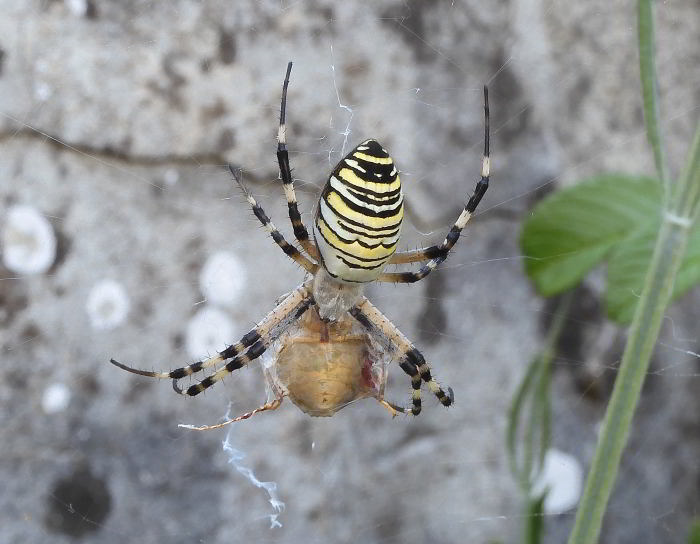 Argiope bruennichi 220816-62 (5).JPG