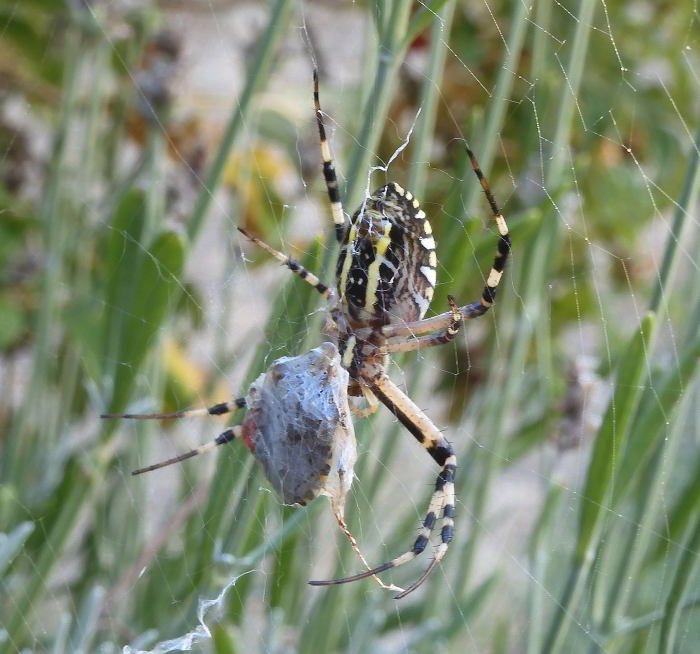 Argiope bruennichi 220816-62 (7).JPG