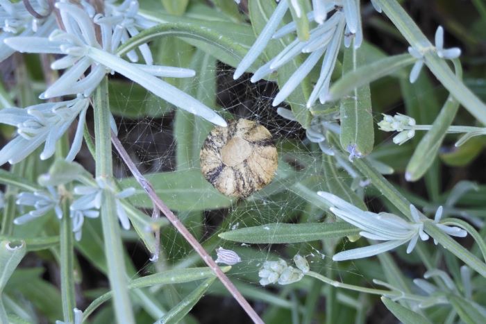 Argiope bruennichi 220824-37 (2)-c.JPG