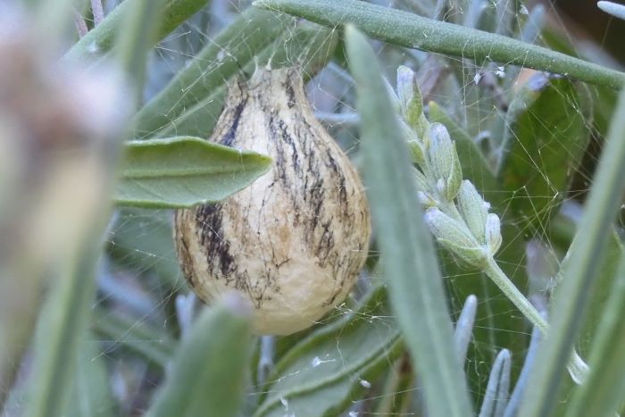 Argiope bruennichi 220824-39 (3)-c.JPG