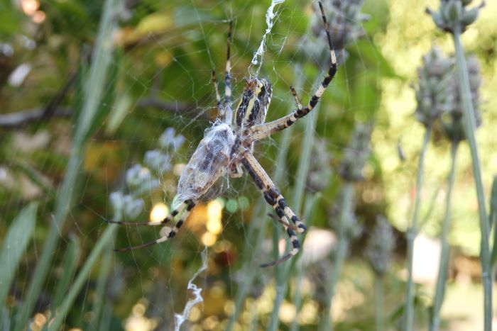 Ragno Argiope bruennichi 220804-87 (3)-c.JPG