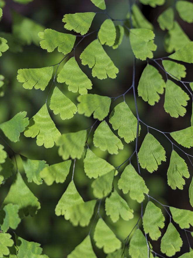 Adiantum capillus veneris 1.jpg