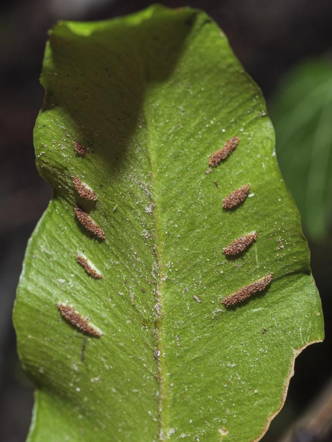 Asplenium scolopendrium 4.jpg