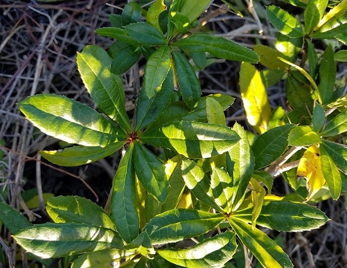 Berberis julianae 2022-11-05.jpg