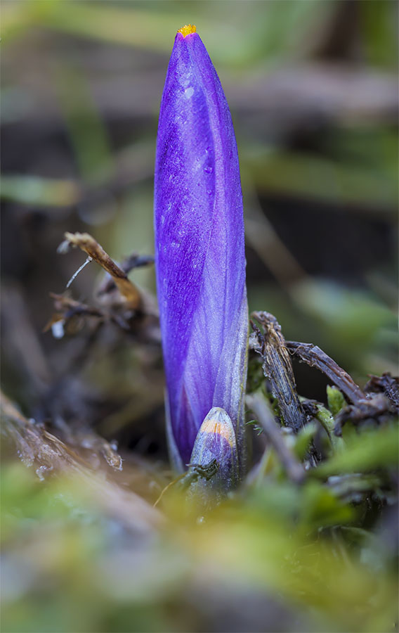 Crocus neglectus.jpg