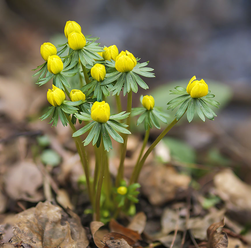 Eranthis hyemalis 4.jpg