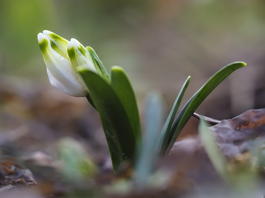 Leucojum vernum 3.jpg