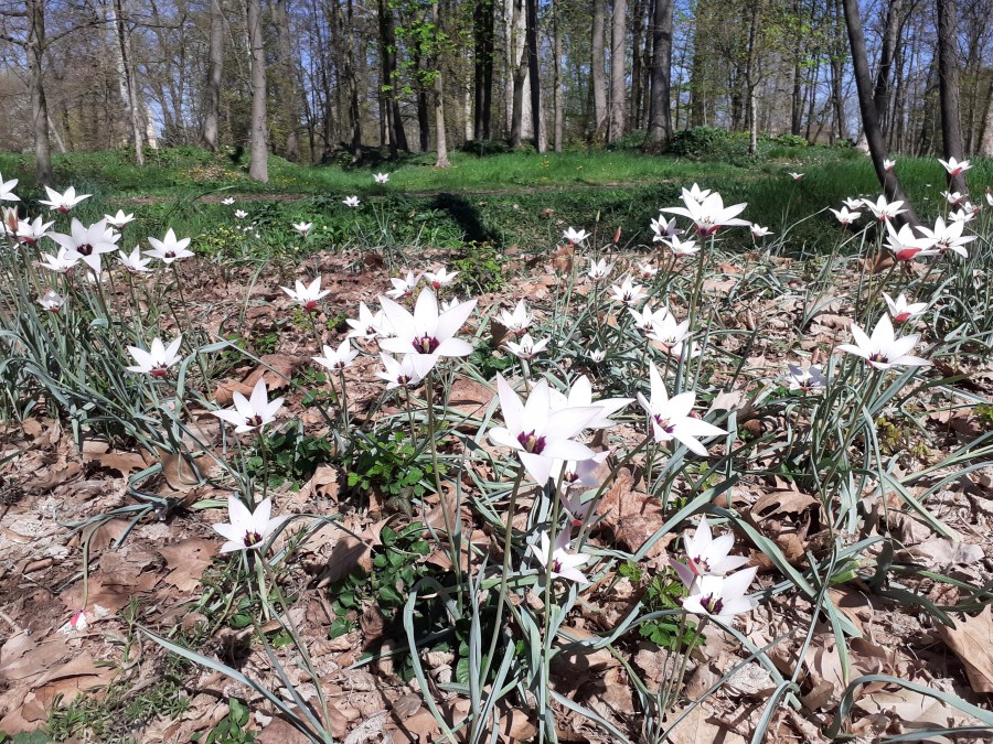 tulipa.jpg