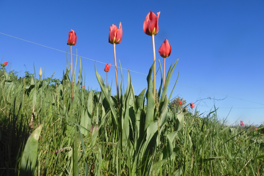 Tulipa raddii 230328-18 (9) - Copia.JPG