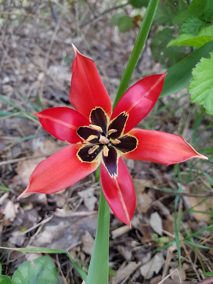 Tulipano rosso 3.jpg