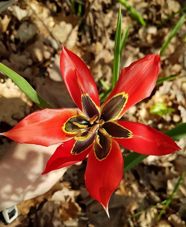 Tulipano rosso 2.jpg