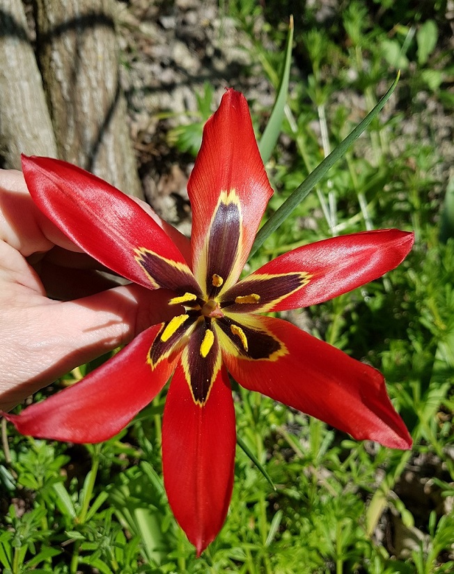 Tulipano rosso 4.jpg