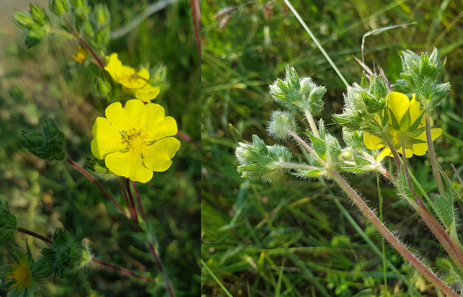 Potentilla fiori.png