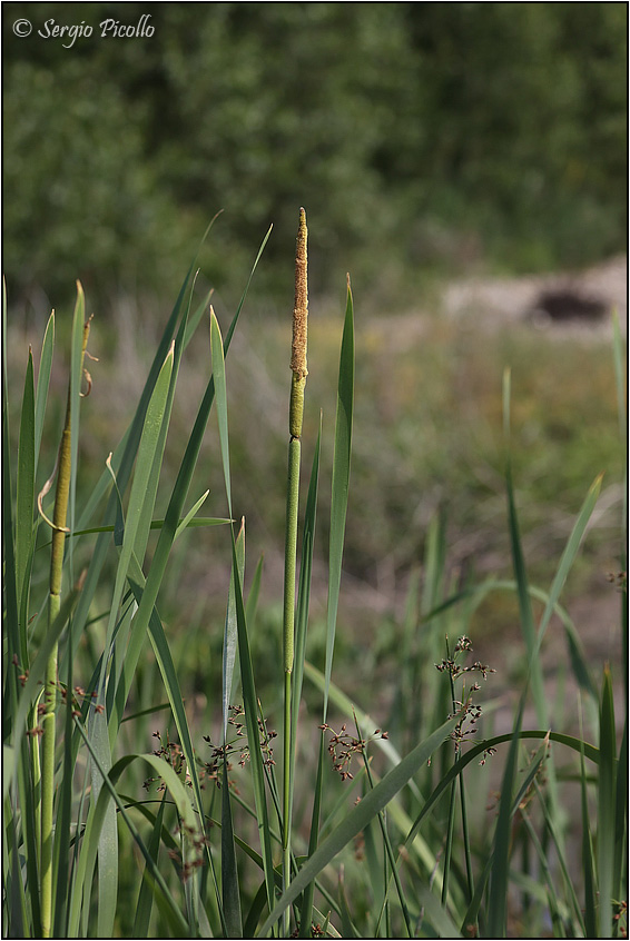 Typha-angustifolia-20230617-001-JWf.jpg