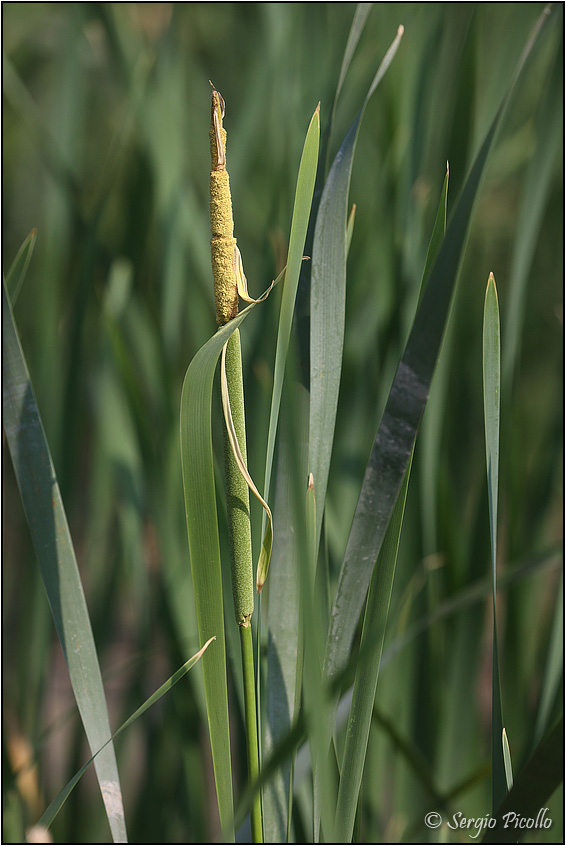 Typha-angustifolia-20230617-006-JWf.jpg