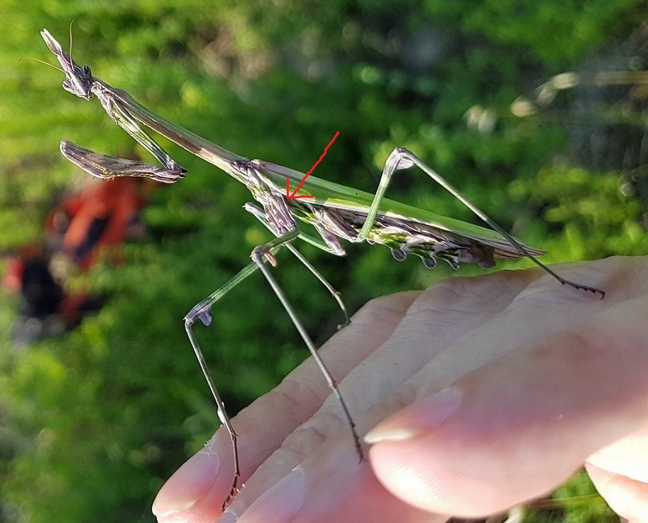 Empusa pennata 74 mm 2023-05-27.jpg