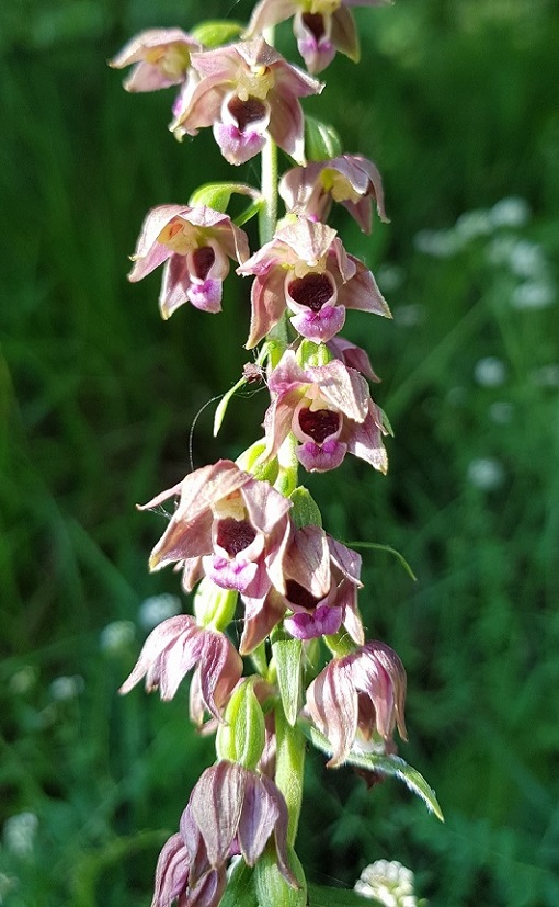 Epipactis helleborine 2023-06-19 Maria Longa.jpg