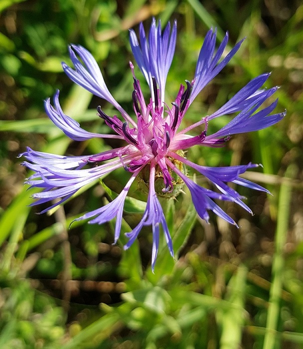 Centaurea triumfettii dall'alto 2023-06-19.jpg