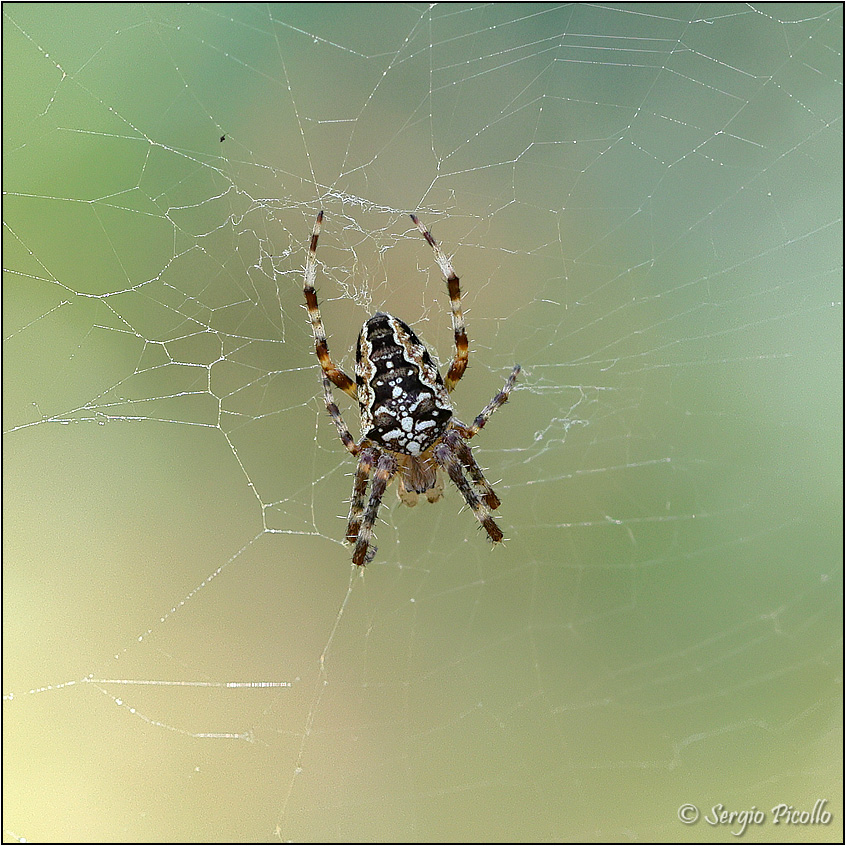 Araneus-sp-20230723-010-DPPQf.jpg