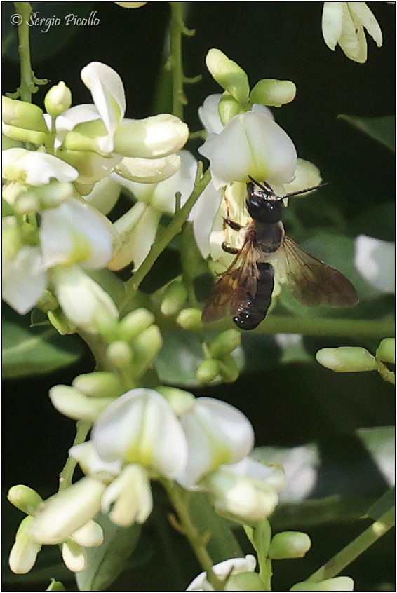 Megachile-sculpturalis-20230723-008-JWf.jpg