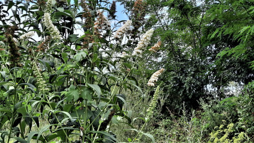 Buddleja davidii 230728_C12 (8)_01.JPG