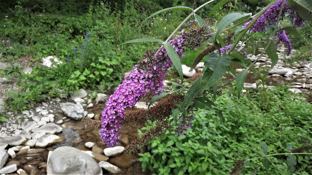 Buddleja davidii 230728_C12 (5)_01.JPG