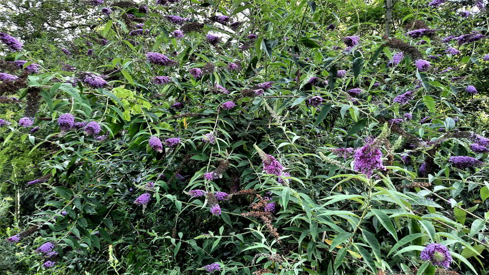 Buddleja davidii 230728_C09 (1)_01.JPG