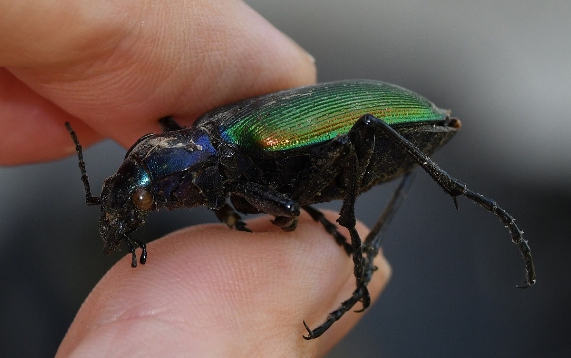 Calosoma sycophanta 2.JPG