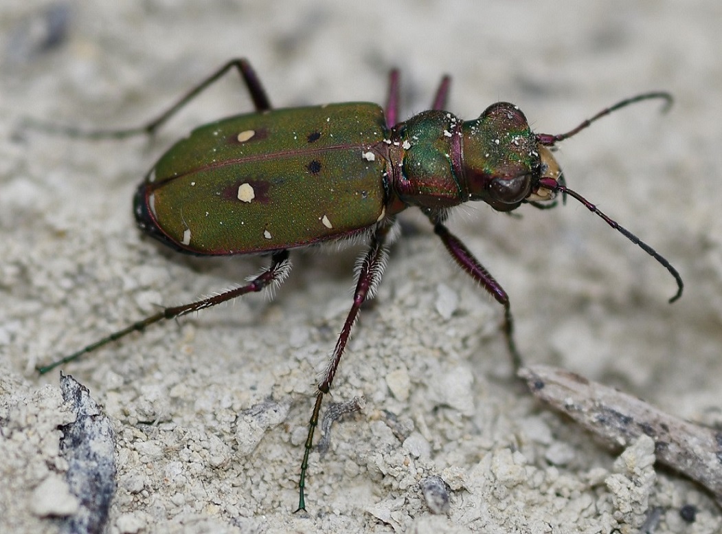 Cicindela campestris 2023-04-30.JPG