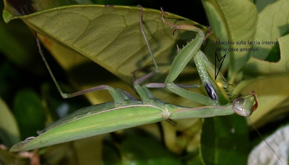 Mantis religiosa 4.JPG