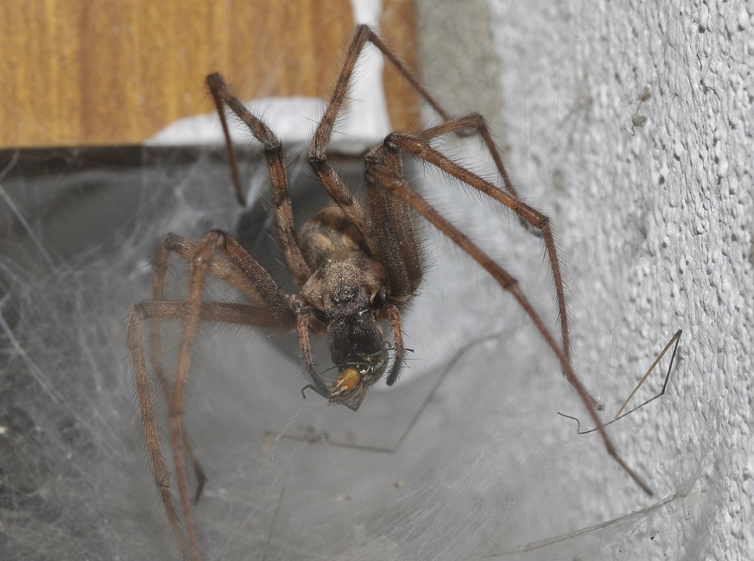 Tegenaria parietina femmina 1.JPG