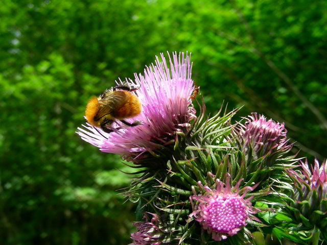 Cirsium alsophilum (Pollini) Soldano  079.jpg