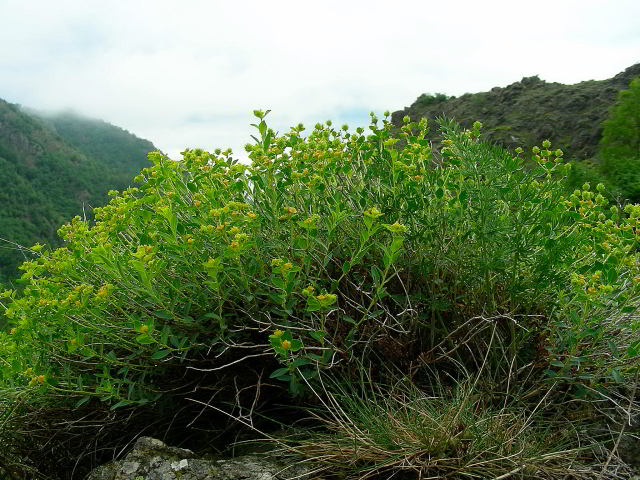 Euphorbia spinosa L. subsp. ligustica (Fiori) Pignatti 31mag09 049.jpg