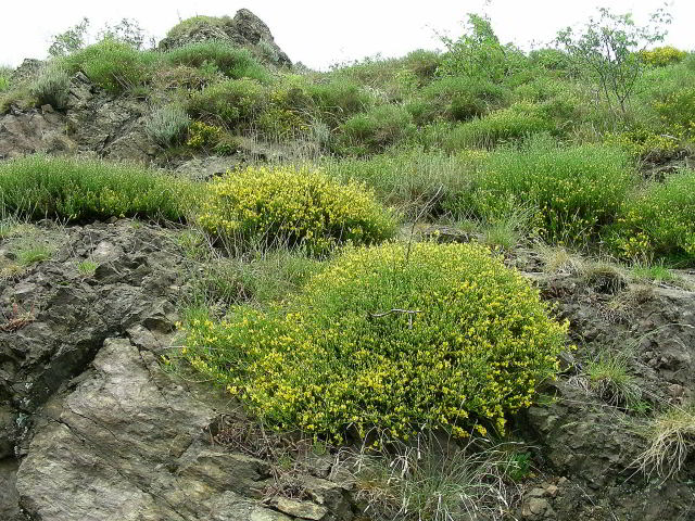 Genista desoleana Vals. 31mag09 31mag09 039.jpg