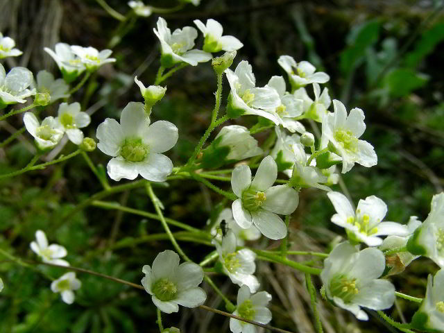 Saxifraga paniculata Mill. 31mag09 072.jpg