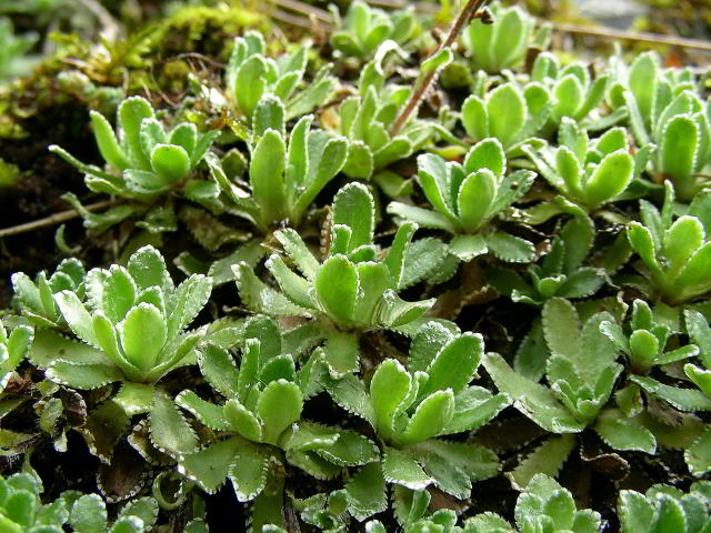 Saxifraga paniculata Mill. 31mag09 073.jpg