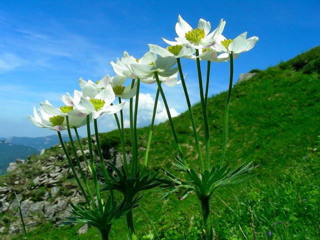 Anemonastrum narcissiflorum (L.) Holub subsp. narcissiflorum  14giu09 712.jpg