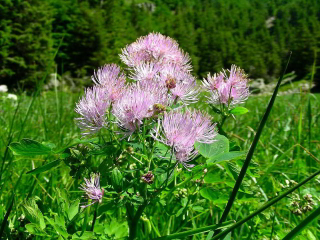 Thalictrum aquilegiifolium L. subsp. aquilegiifolium  14giu09 731.jpg