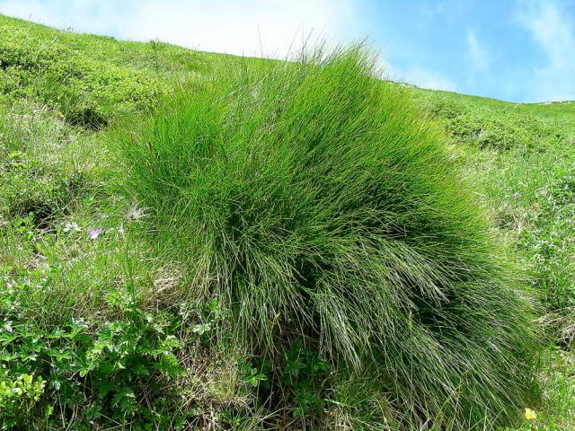 Juncus trifidus L. 14giu09 666.jpg