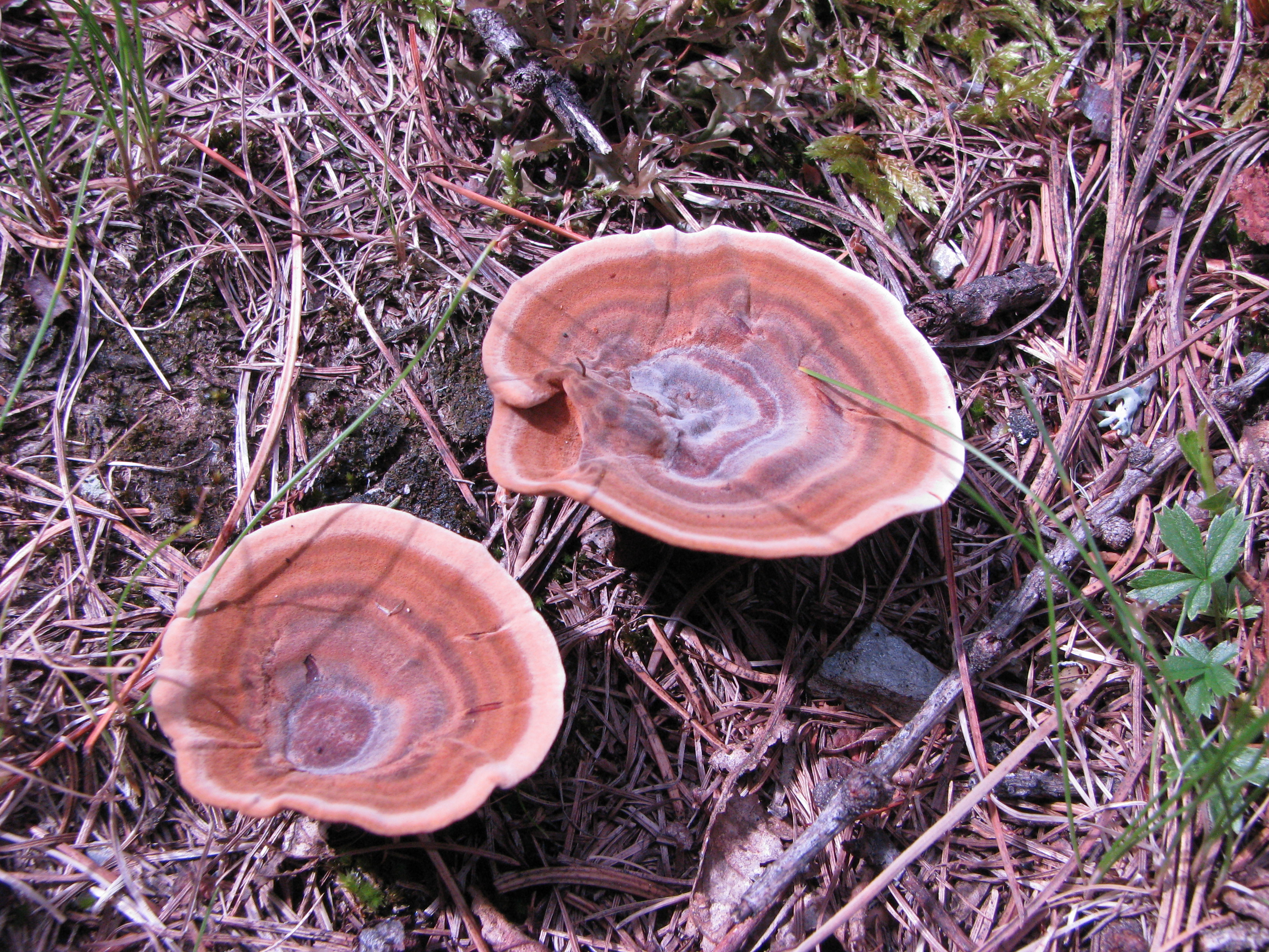 IMG_0628 funghi legnosi 1.jpg