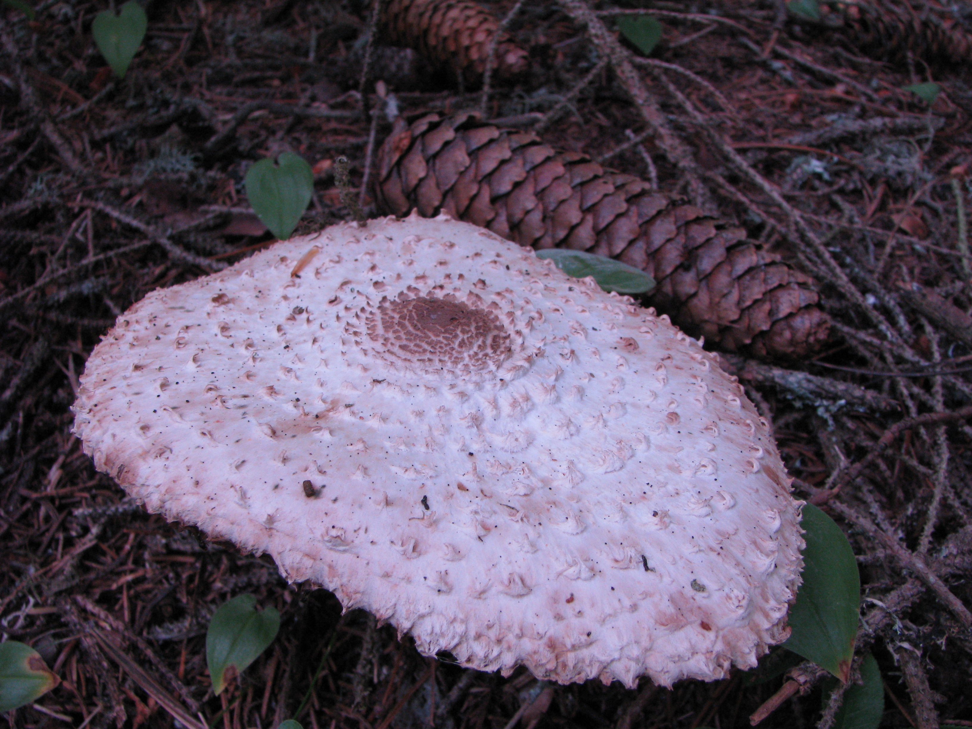 IMG_0629 Lepiota.jpg