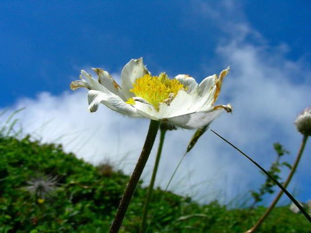 Pulsatilla alpina (L.) Delarbre 14giu09 663.JPG